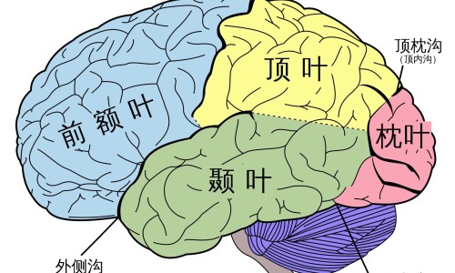 尿毒症病人怎么护理网尿毒症病人吃什么营养品最好知识网站,分享尿毒症病人吃什么水果好大全